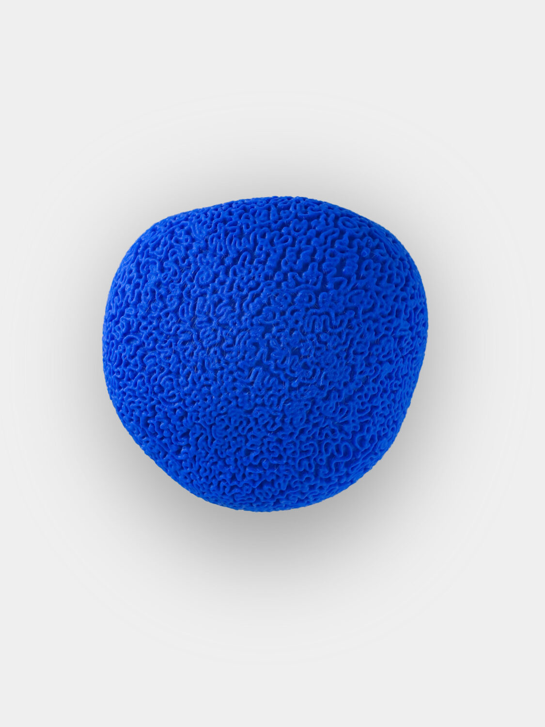 Brain Coral | Wall Mounted